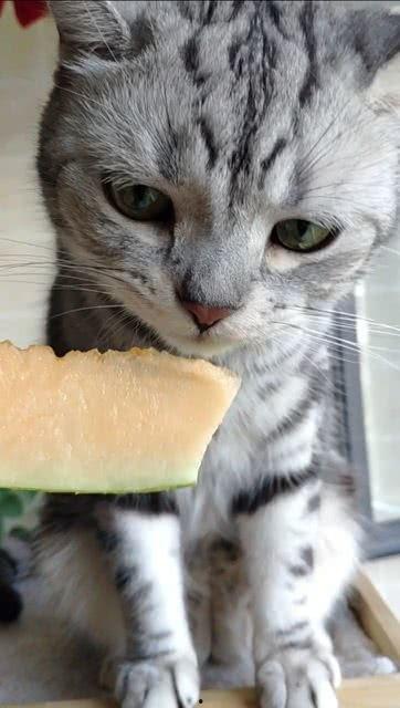 娱乐圈吃瓜猫咪是谁,揭秘网络红人的幕后故事